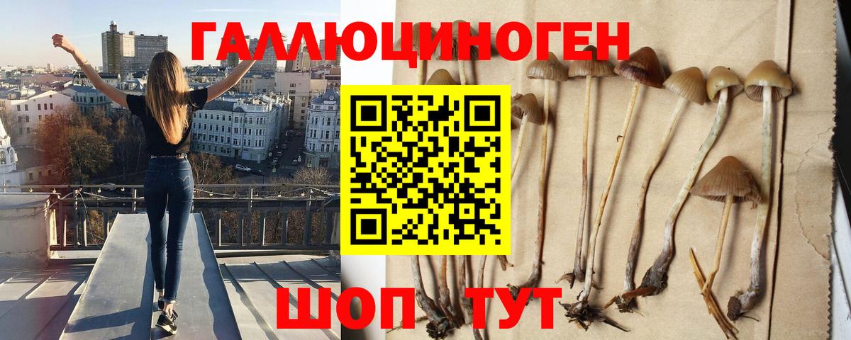 Зеленокумск  Галлюциногенные грибы прущие грибы  Псилоцибиновые грибы Psilocybe  Вход с VPN 